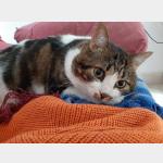 Don Gato Vorschau des Tieres