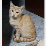 Ginger Vorschau des Tieres