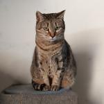 Mishi Vorschau des Tieres