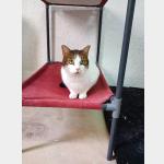 Tiger Vorschau des Tieres