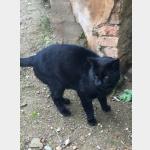 Negrito Vorschau des Tieres