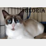 Gloria Vorschau des Tieres