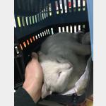 Pompito Vorschau des Tieres