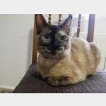 Kitty Vorschau des Tieres