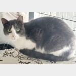 Mascha Vorschau des Tieres