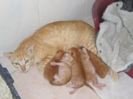 Katzen in Spanien Heruntergekommene Straßenkatze