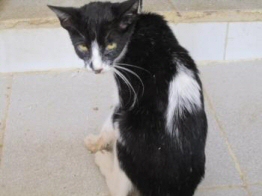 Katzen in Spanien Katzenbaby