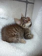 Llum Kranke Katze Llum